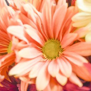 Meet your Posher, Dani